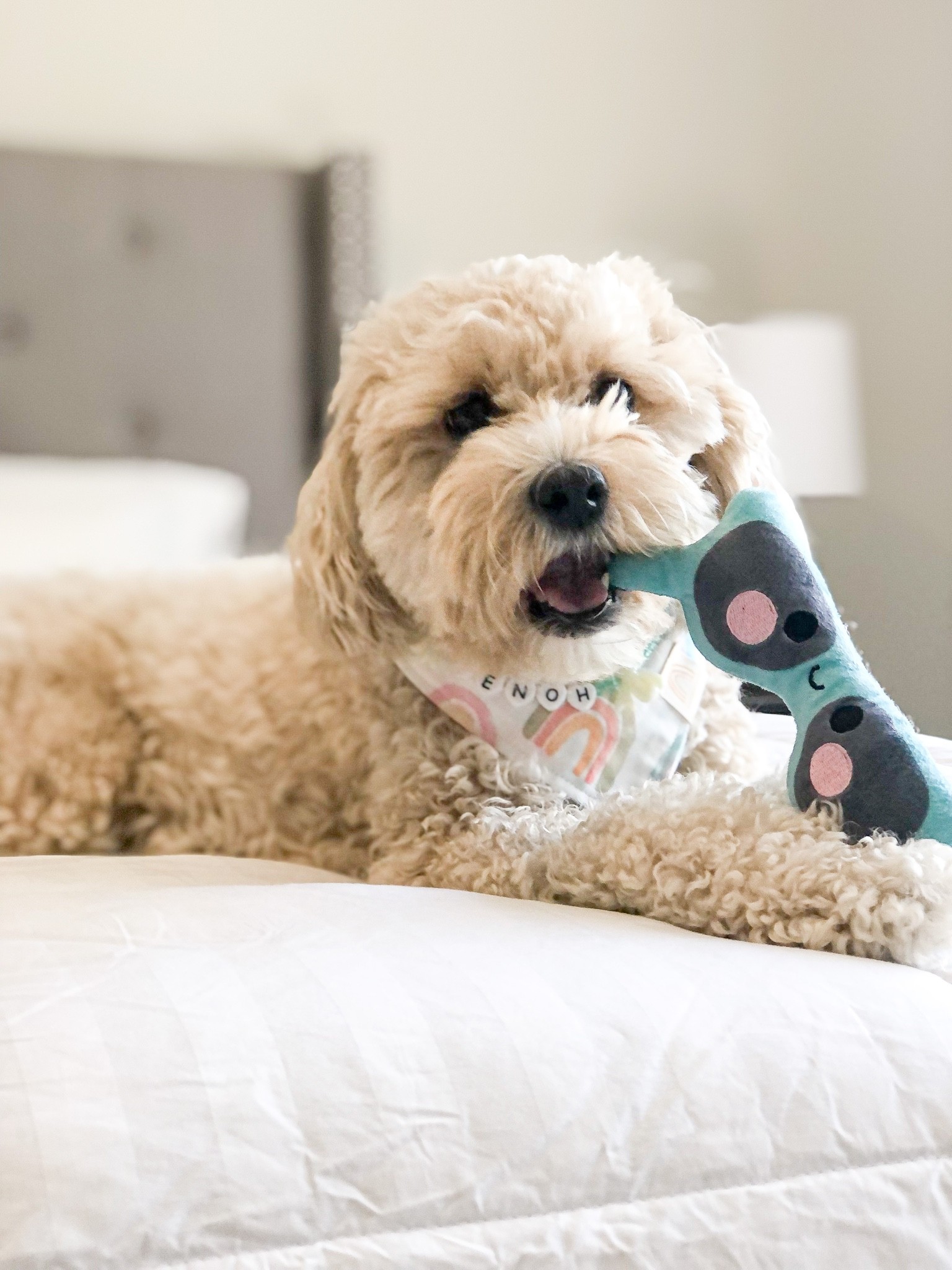 Shop my dog bandana at zigphieandco.com and my sunglasses toy at thedeluxepup.com and my necklace at agirlsyorkie.com 🐾


#LTKhome #LTKfamily #LTKSeasonal