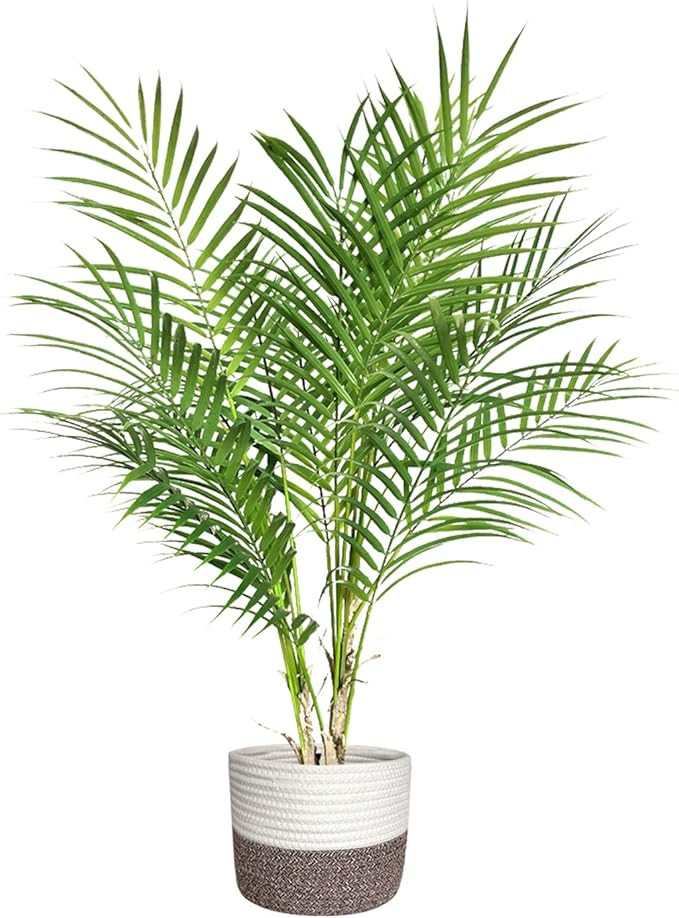 BESAMENATURE 30" Artificial Paradise Palm Tree Plant, Fake Tropical Palm Tree for Home Office Dec... | Amazon (US)