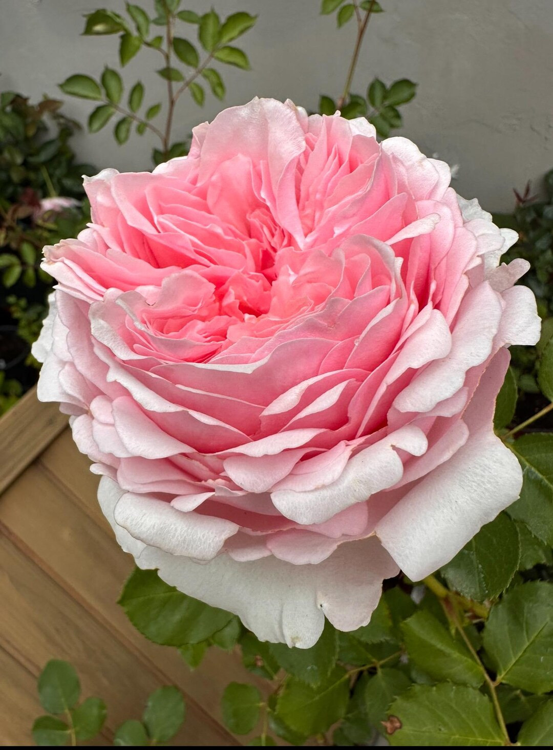 Yan Zi Rose Live Plant - Giant 5inch+ Peach Pink Blooms - "Feathered Edge" Shrub Rose - 2-year-ol... | Etsy (US)