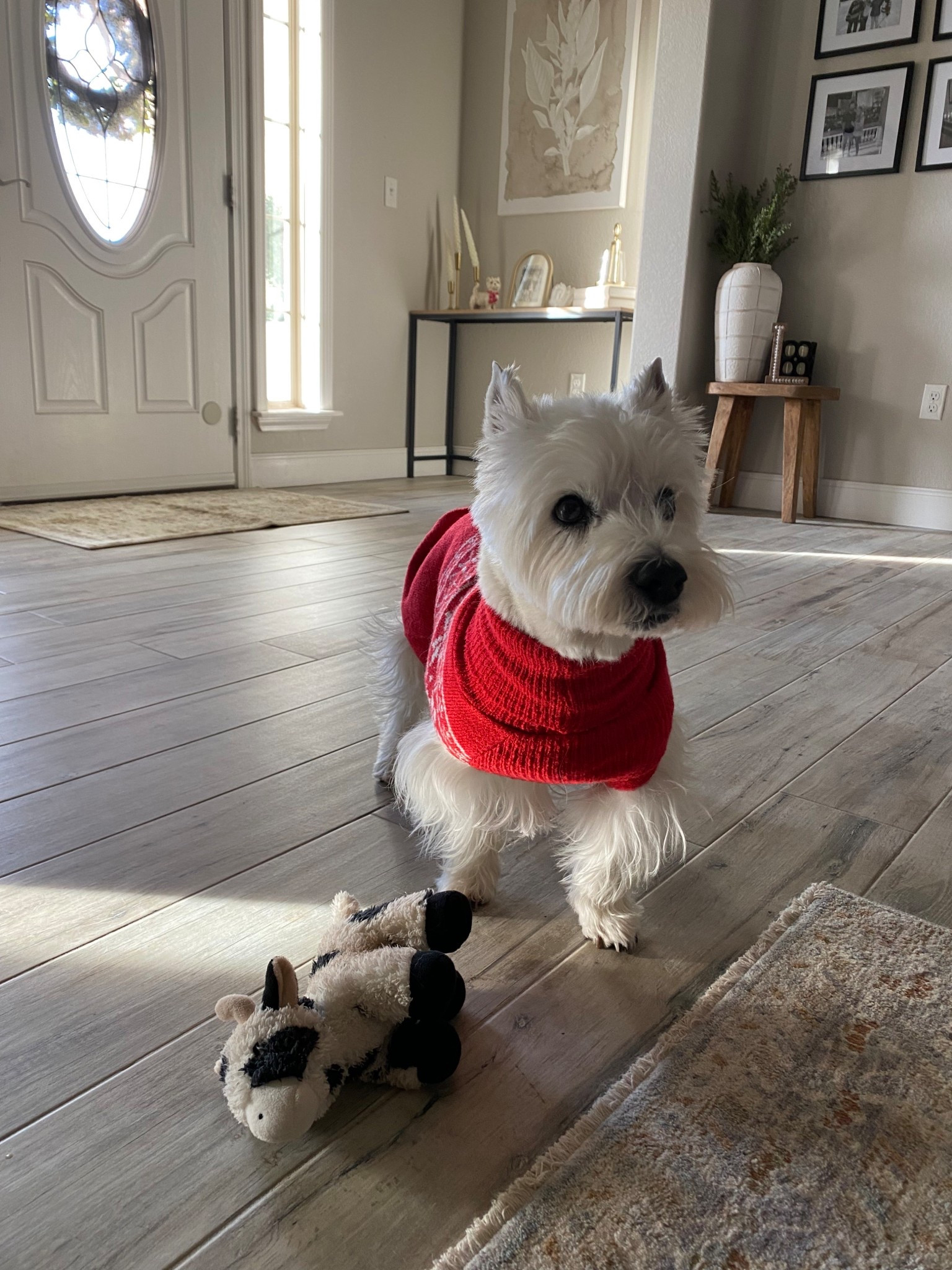 The cutest dog sweater from Target!!
Our Westie is in a medium!! 

#LTKHoliday #LTKGiftGuide