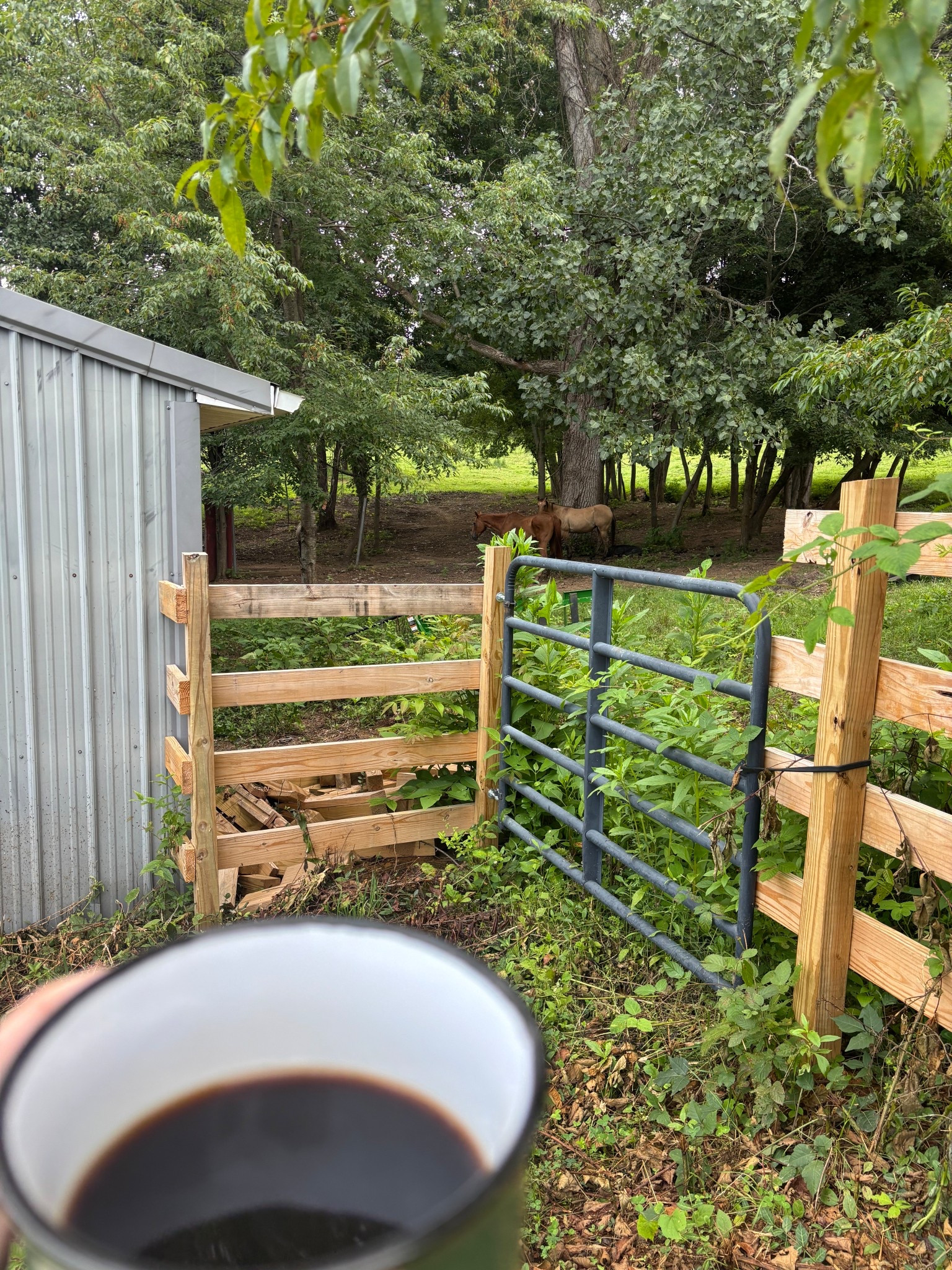 Good country morning 🤠

#LTKHome #LTKautumn #LTKFamily