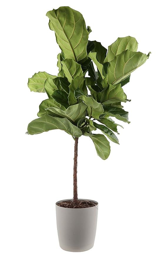 Costa Farms Live Ficus Lyrata, Fiddle-Leaf Fig, Indoor Tree, 4-Feet Tall, Ships in Gray Planter, ... | Amazon (US)