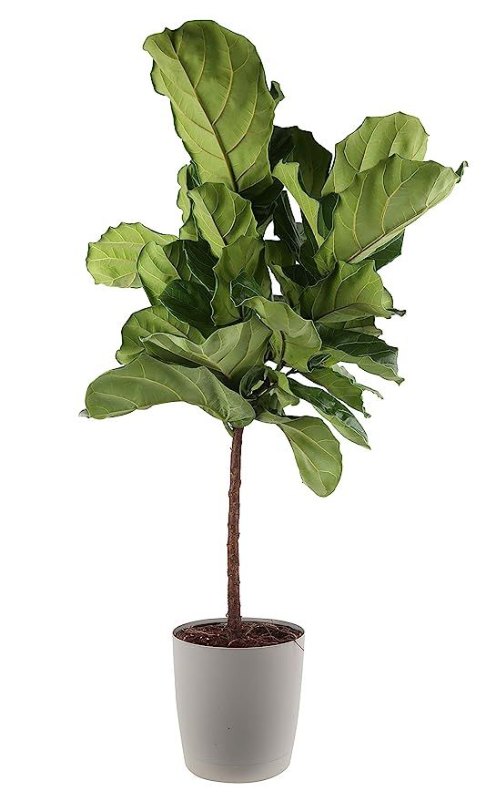 Costa Farms Live Ficus Lyrata, Fiddle-Leaf Fig, Indoor Tree, 4-Feet Tall, Ships in Gray Planter, ... | Amazon (US)