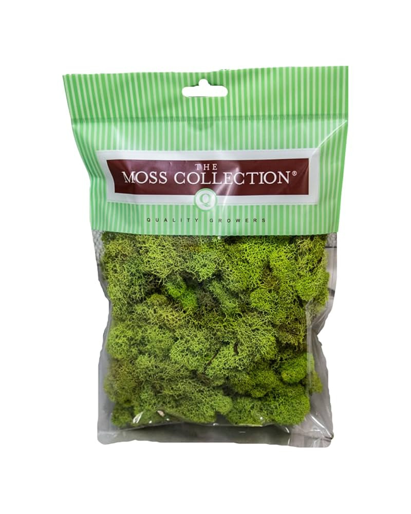 Preserved Reindeer Moss - Moss for Crafts, Home Decor, Art, Design & DIY Projects - Non-Toxic - U... | Amazon (US)