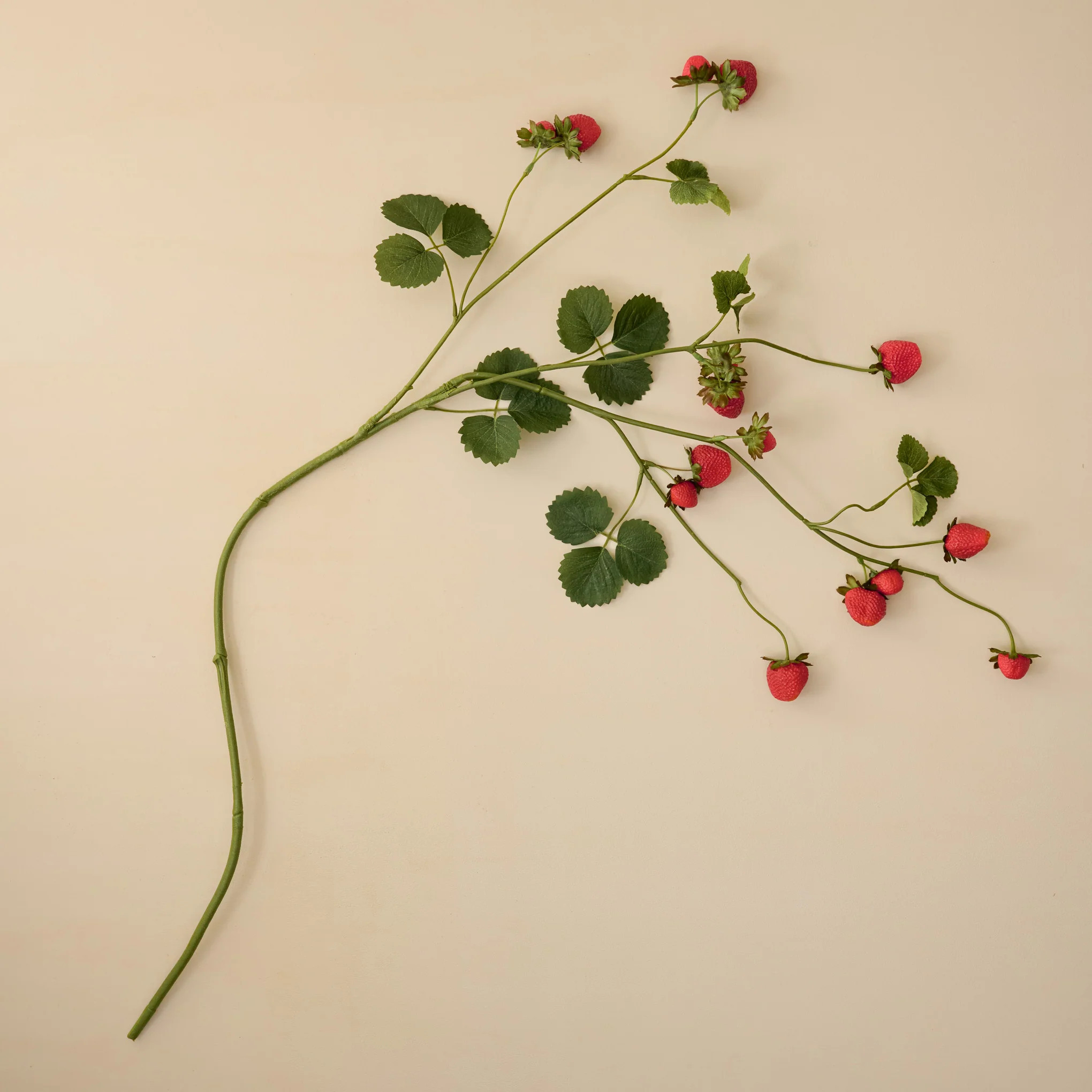 Strawberry Vine | Magnolia