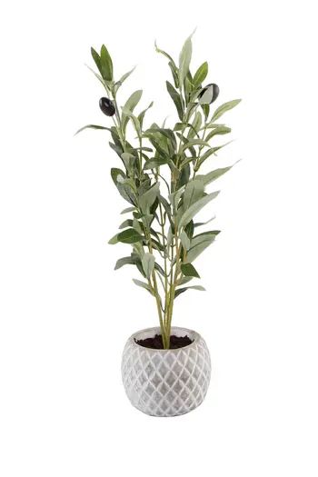 FLORA BUNDA 14" Olive Branch in 4" Ceramic Pot | Nordstromrack | Nordstrom Rack