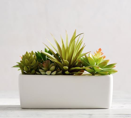 Faux Potted Succulents Set, Ivory | Pottery Barn (US)