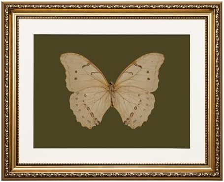 ARPEOTCY Vintage Gold Framed Wall Art, 13x16 inch Classical White Butterfly Paintings, Dark Moody... | Amazon (US)