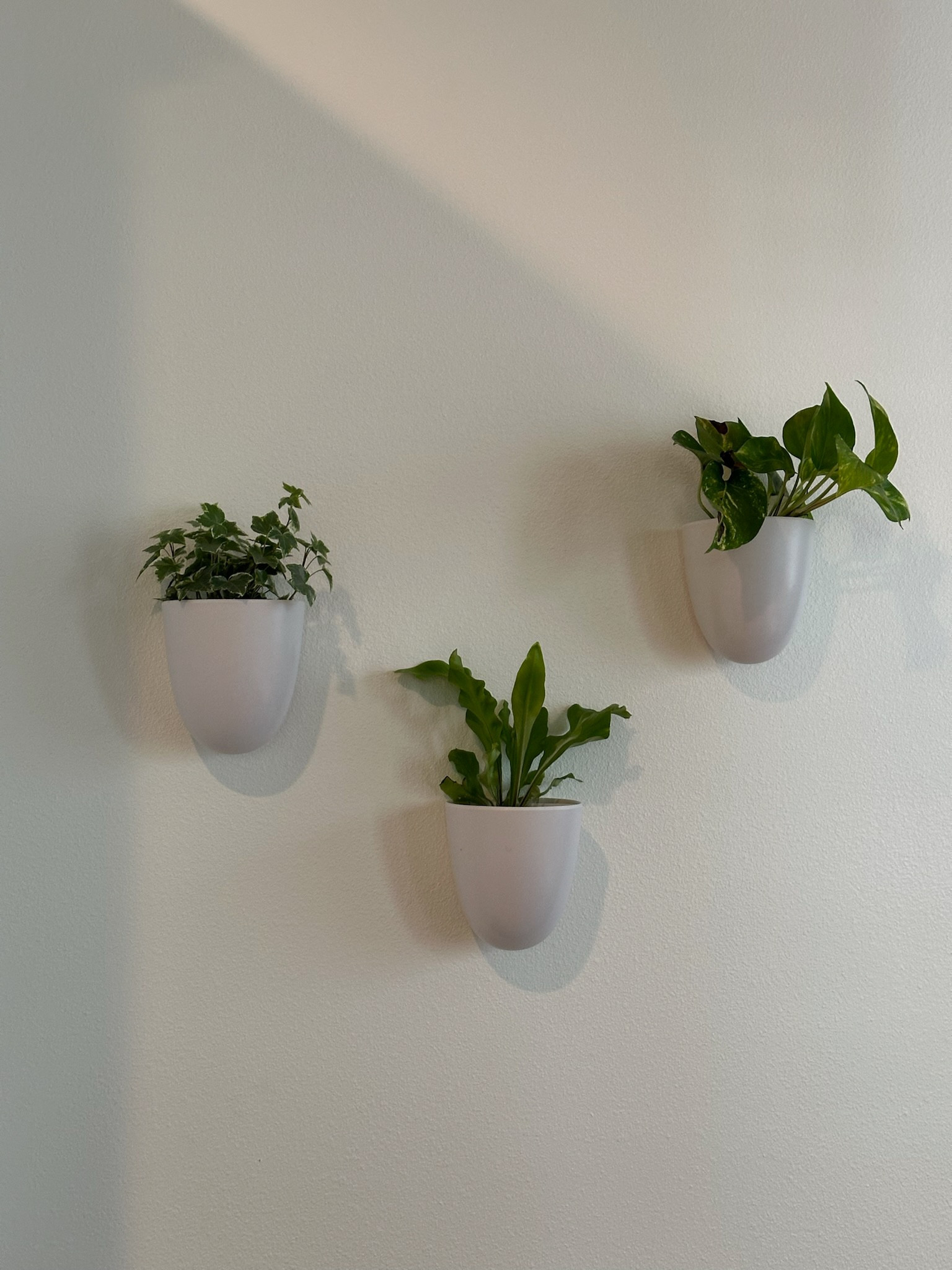 Cutest wall plants from Amazon!

#LTKHome #LTKFindsUnder50 #LTKFindsUnder100
