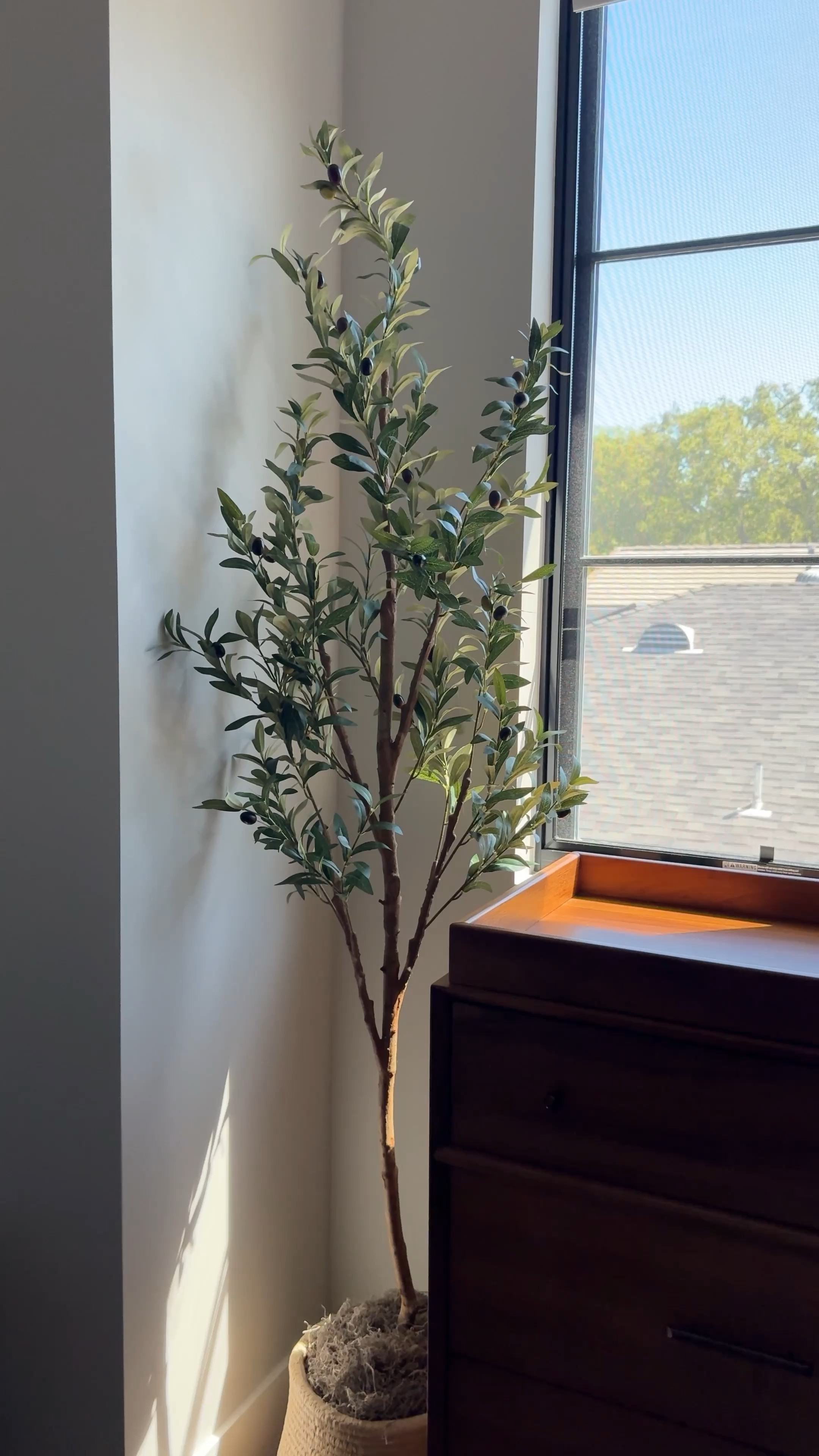 FLASH DEAL! Olive tree Walmart 

#LTKsalealert #LTKhome #LTKVideo