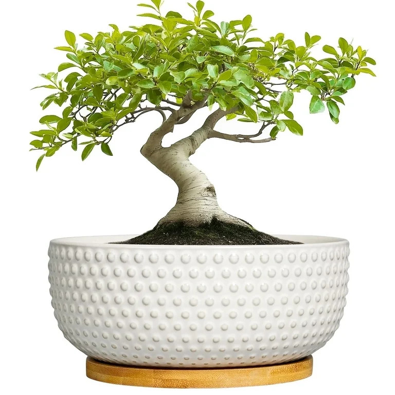 Stillaflora 8 inch Round Off-White Ceramic Bonsai Pot with Drainage Hole & Saucer, Shallow Plante... | Walmart (US)