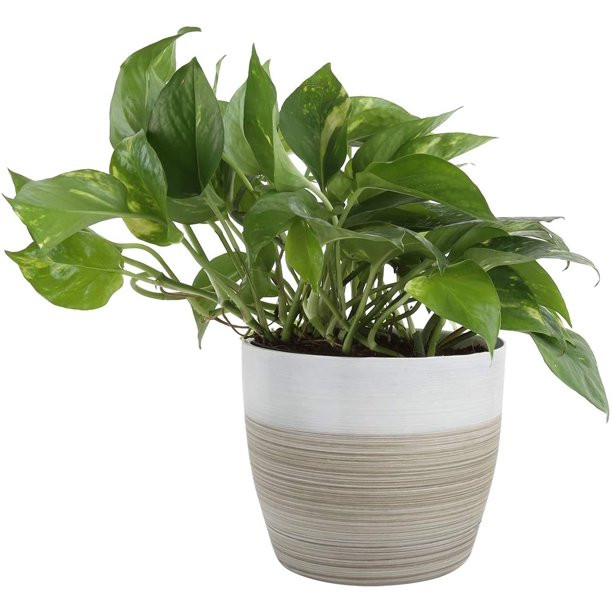 Costa Farms Devil's Ivy Golden Pothos White-Natural Decor Planter Live Indoor Plant, 10-Inches Ta... | Walmart (US)