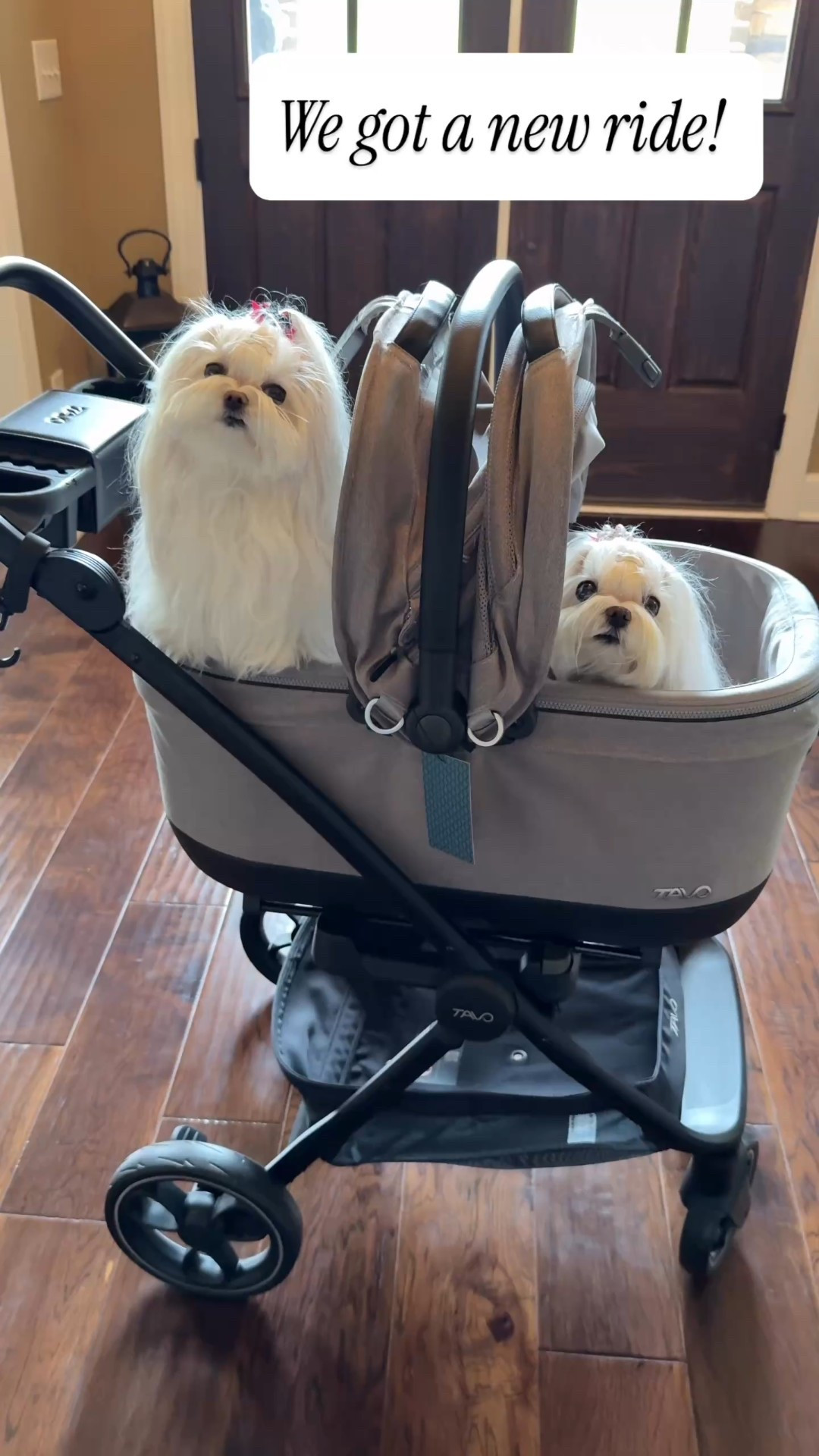 The best stroller we’ve ever had! It’s so well made and easy to load and unload into the car. The basket is also a crash tested car seat! 

#LTKPets #LTKTravel