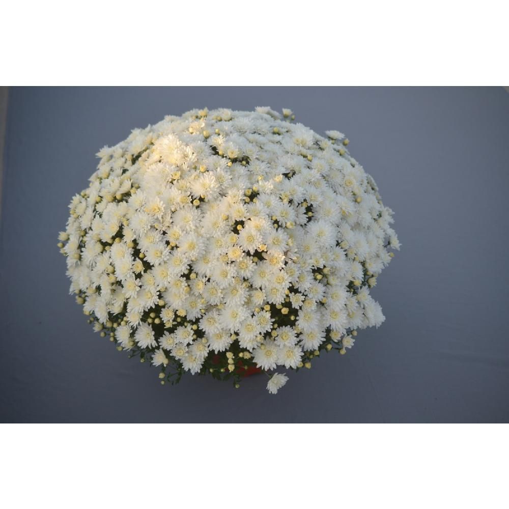 8 in. White Chrysanthemum Plant with White Blooms | The Home Depot