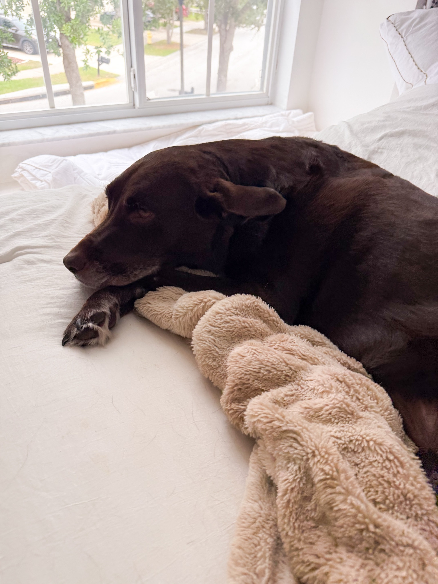 Everyone in the family including the dogs love the #lolablanket

#LTKTravel #LTKootd #LTKdayinmylife