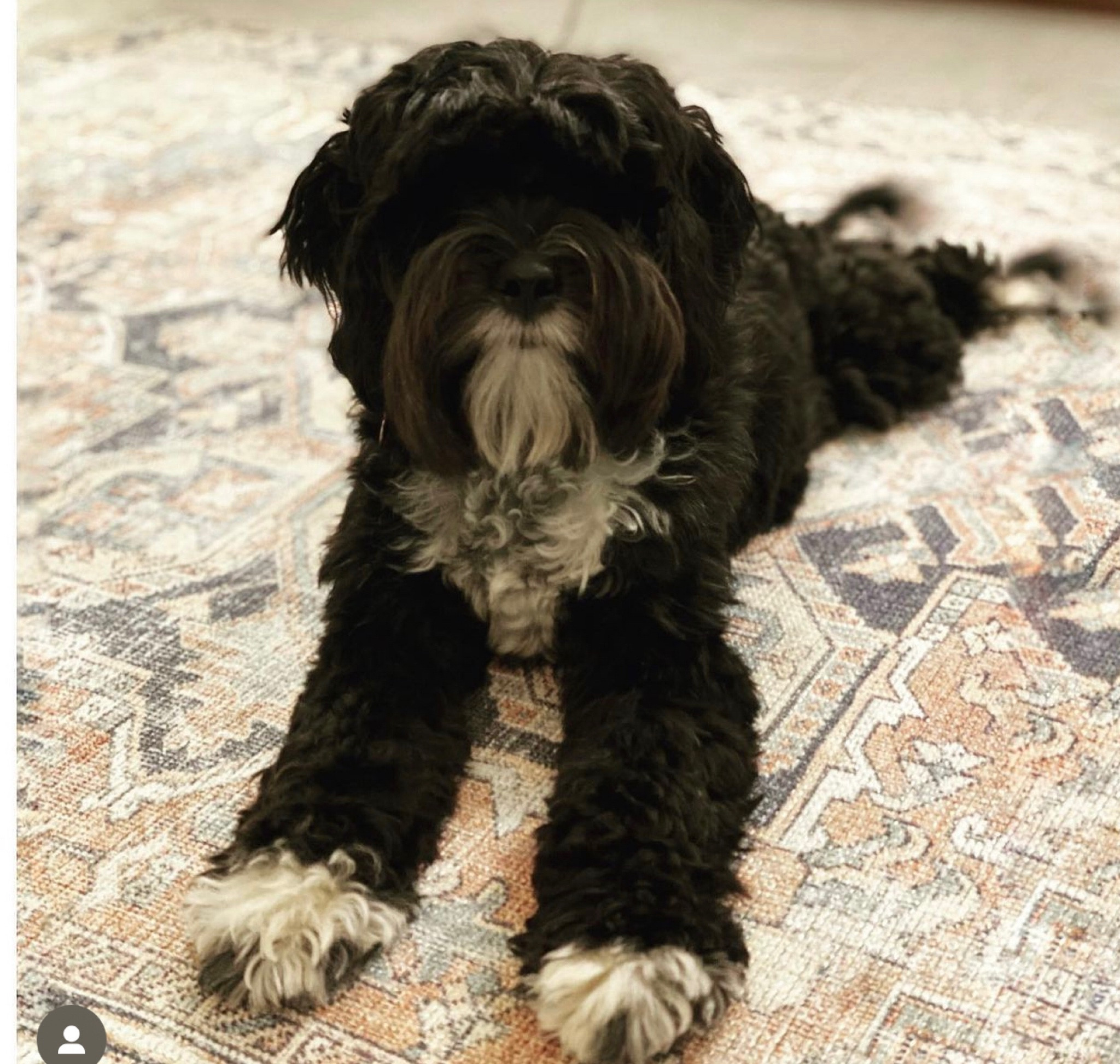 Washable Area Rugs Make Home More Comfortable For Everyone! 

Don’t forget the Rug pad for safety and softness underfoot. 

#LTKhome #LTKstyletip #LTKfamily