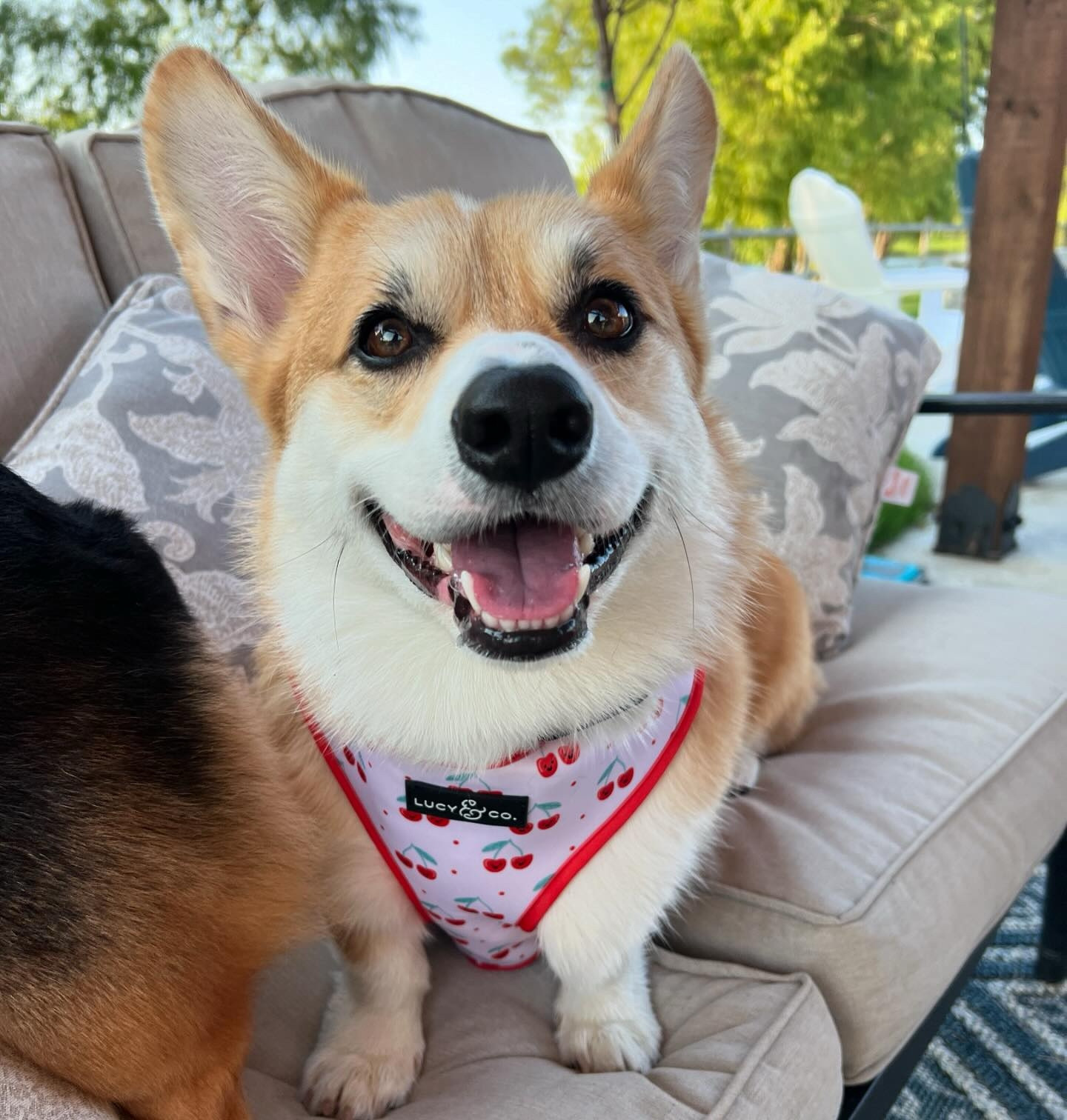 Summertime vibes ☀️🍒🍦we are visiting our grandma this week and having so much fun! She has a big backyard with a pool! 

Harnesses: @lucyand.co | code CEEDEETHECORGI


#LTKSeasonal #LTKFindsUnder50