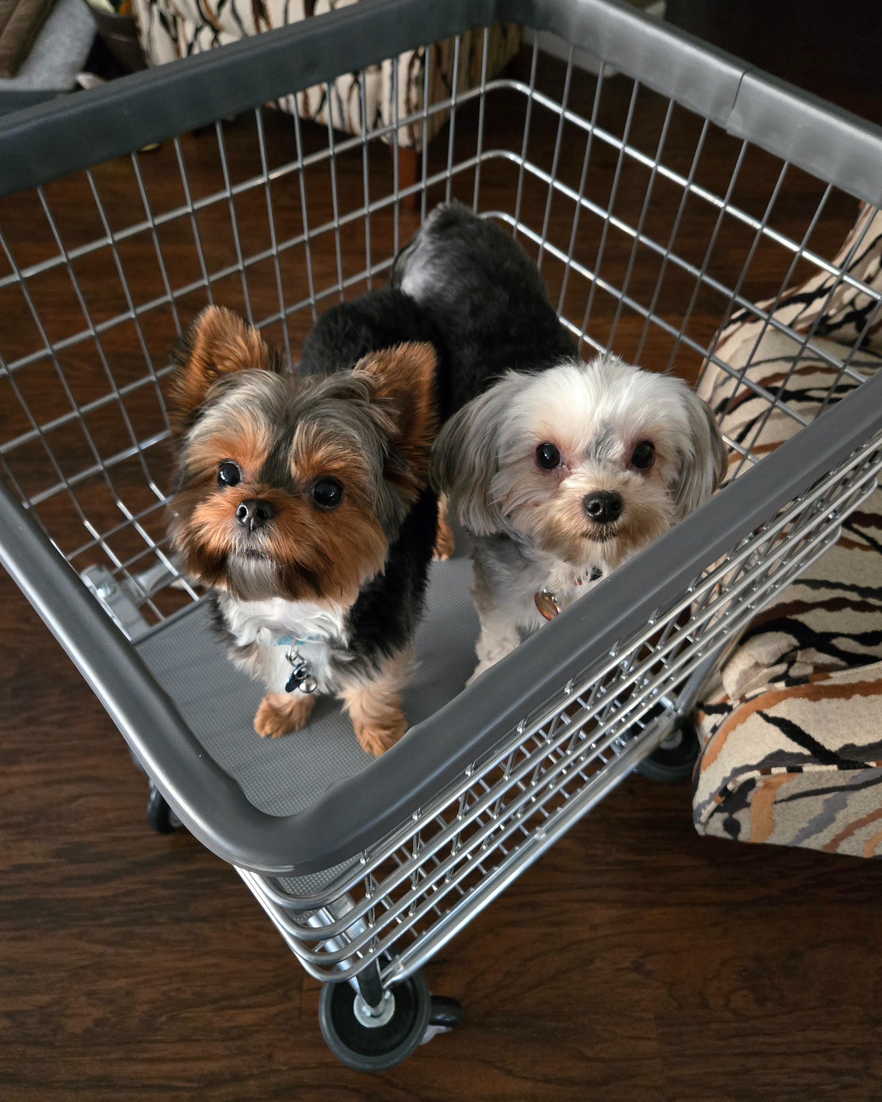 Meet Ray & Ruby! Our yorkie babies are a huge part of our lives. This dog mama absolutely spoils them. 💕

#LTKdayinmylife #LTKmomlife #LTKstorytime