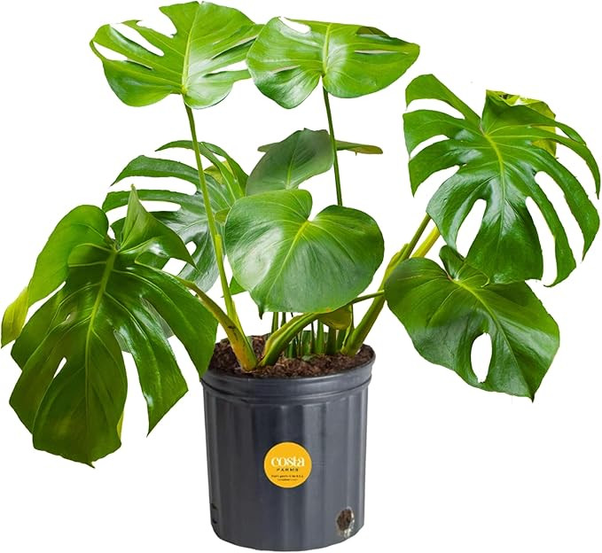 Costa Farms Monstera Swiss Cheese Plant, Live Indoor Plant, Easy to Grow Split Leaf Houseplant in... | Amazon (US)