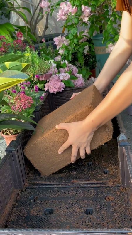 LINK IN PROFILE  🌱 My All-Time Favorite Gardening Hack! 🌿 Forget the hassle of lugging heavy bags of soil around – I've discovered the ultimate gardening secret: I use Compressed Coco Coir instead of other soils! Grab Yours Here: https://amzn.to/43Kn3nZ  It's like magic in a brick – the soil comes compressed, but with water, it fills up two entire bins! 💧 Then, I just mix in some compost and sand, and voilà – I'm all set to plant my heart out! 🌼 Plus, the best part? It makes my plants grow and root like crazy! 🌿🪴 It's like giving them a spa day every time I transplant. 💆‍♀️  Garden lovers everywhere love this – it's like a little gardening hack that's been passed down through the green-thumb generations! 🌍 So if you're tired of heavy, messy soil bags and want your garden to thrive, give Compressed Coco Coir a try! 🌟 Your plants will thank you with blooms and bountiful harvests! 🌸🍅 #gardenhacks  #gardening  #gardeninglove  #gardenlife  #gardeningtips  #gardening101  #amazonhomefinds  #amazonhome  #founditonamazon  #amazonfind  #amazonfinds #yardwork

#LTKSeasonal #LTKhome #LTKVideo