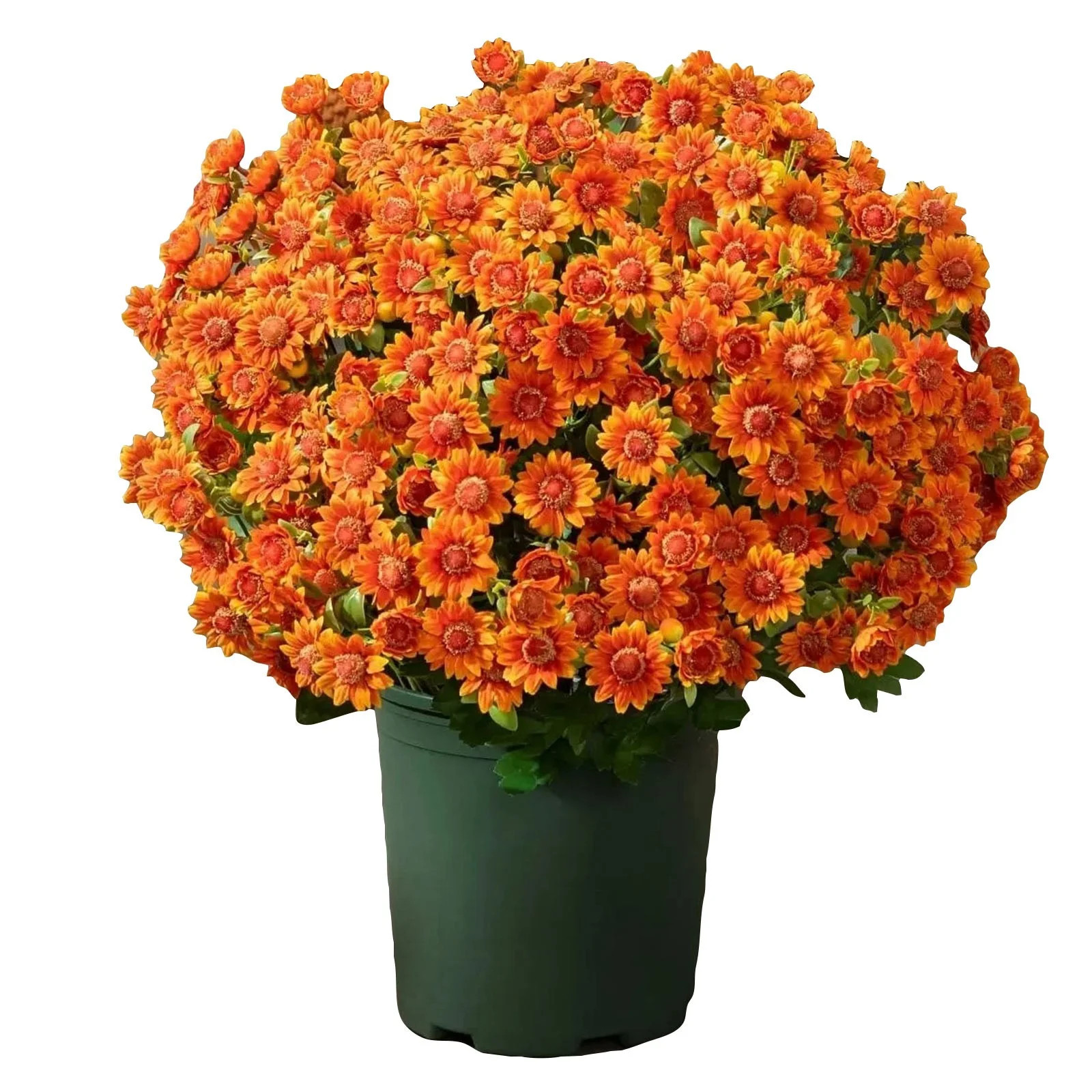 5 Bundles Artificial Mums for Outdoors, Realistic Fake Mums Faux Silk Daisy, UV Resistant No Fade... | Walmart (US)