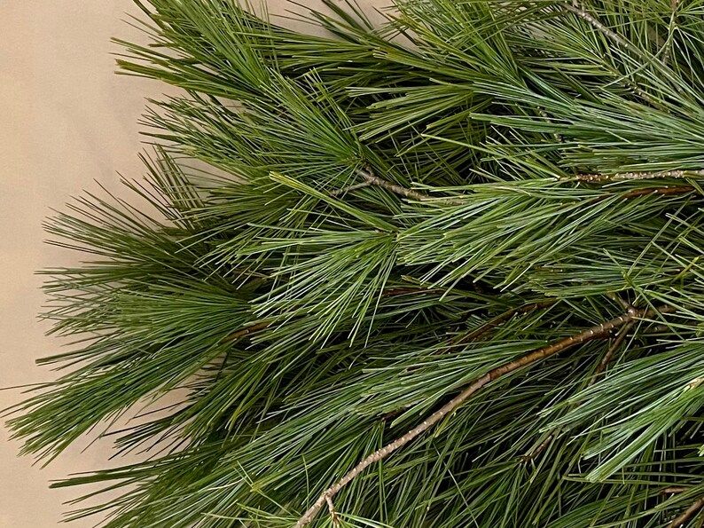 Fresh clipped White Pine organic | Etsy | Etsy (CAD)