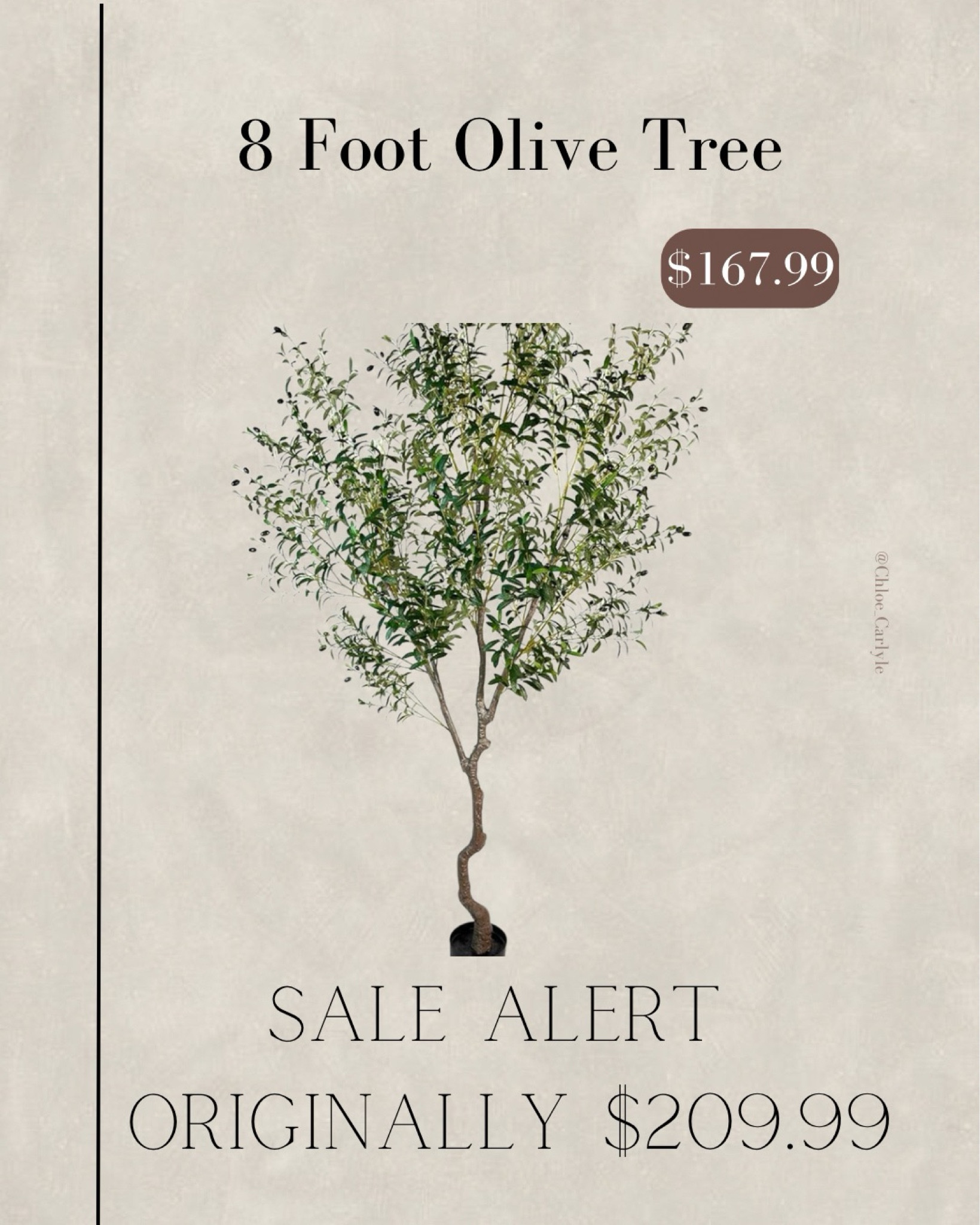 This 8 foot olive tree is currently on flash sale! 

#LTKWatchNow #LTKSaleAlert