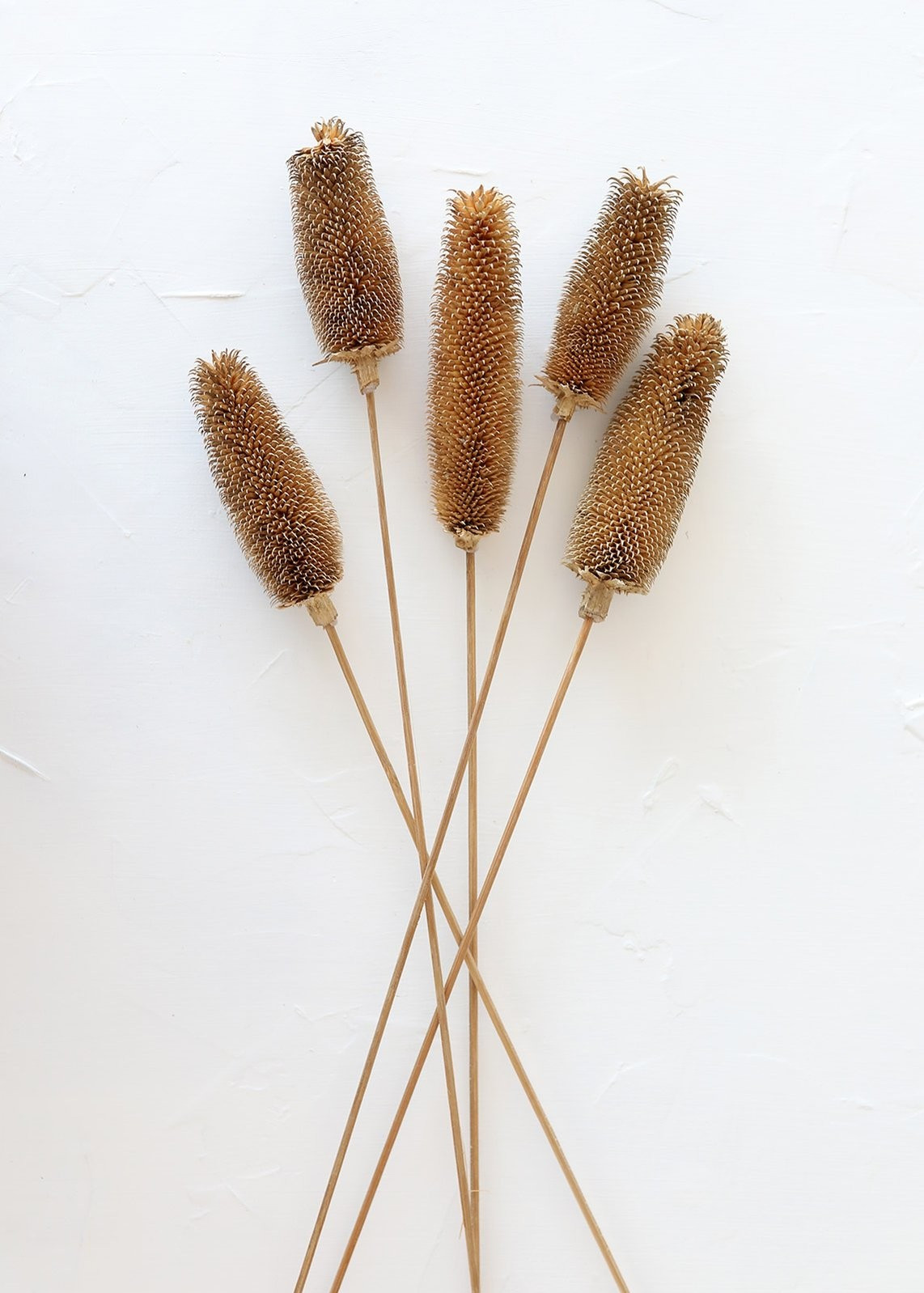 Pack of 5 - Natural Brown Dried Dipsacus Thistle - 25-30" Tall | Afloral (US)