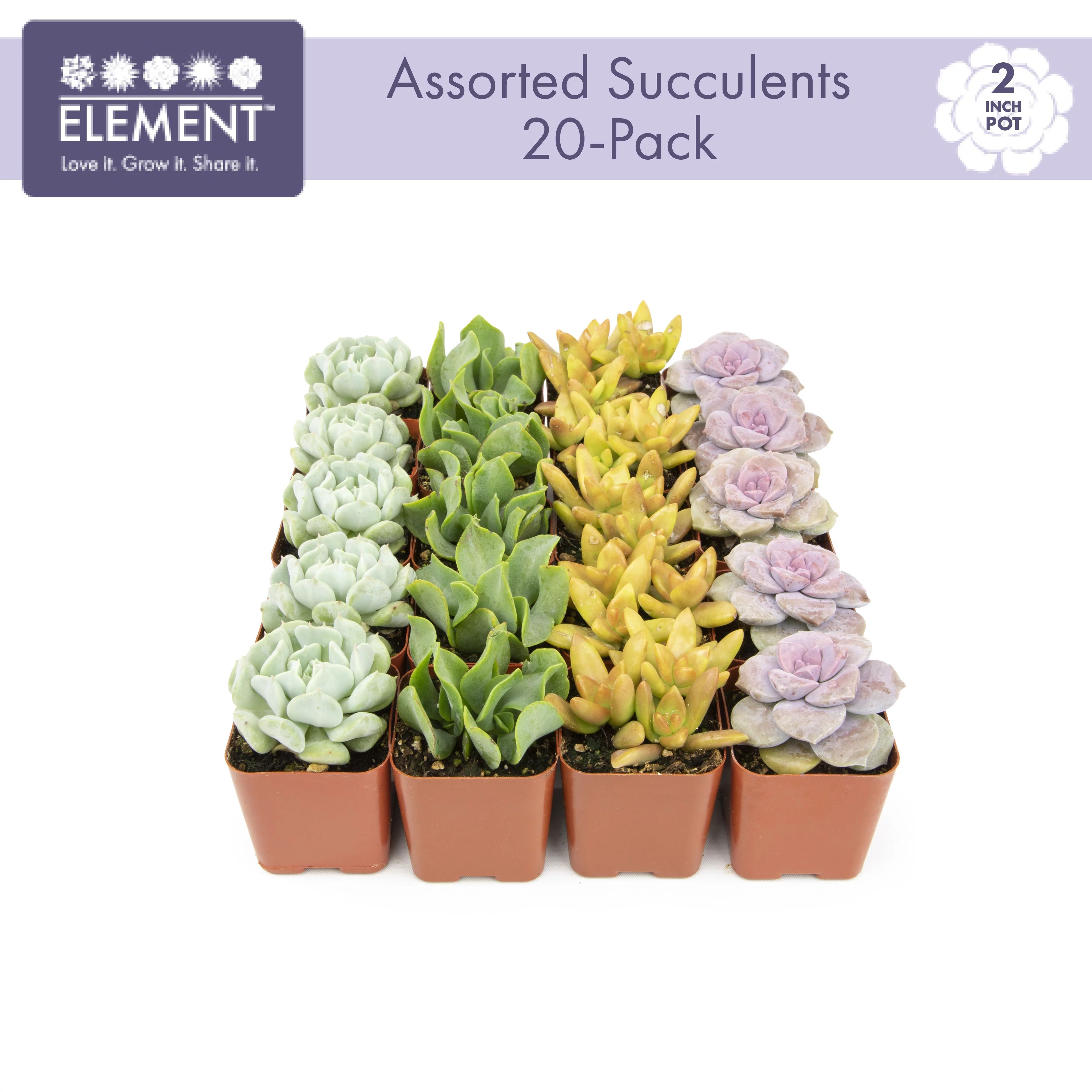 Element by Altman Plants Multicolor Succulent ,Live Indoor House Plants with Grower Pots , 2 inch... | Walmart (US)