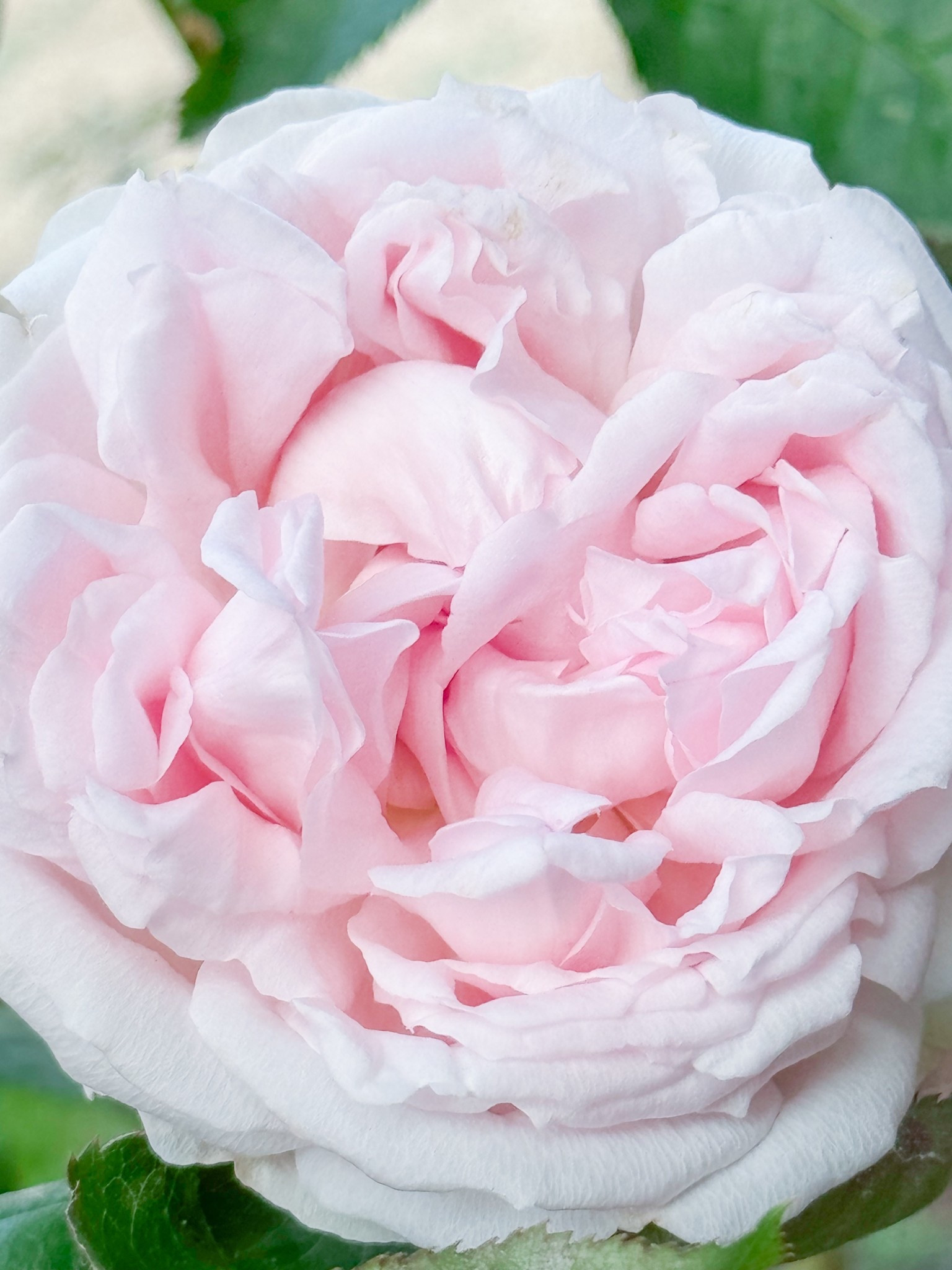 I adore the petal structure of Wedding Box

#LTKdayinmylife #LTKHome #LTKGiftGuide