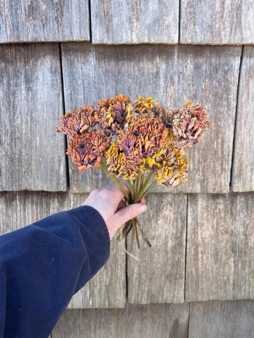 Dried Sunset Tones Zinnia Flowers, Small Farm Grown - Etsy | Etsy (US)