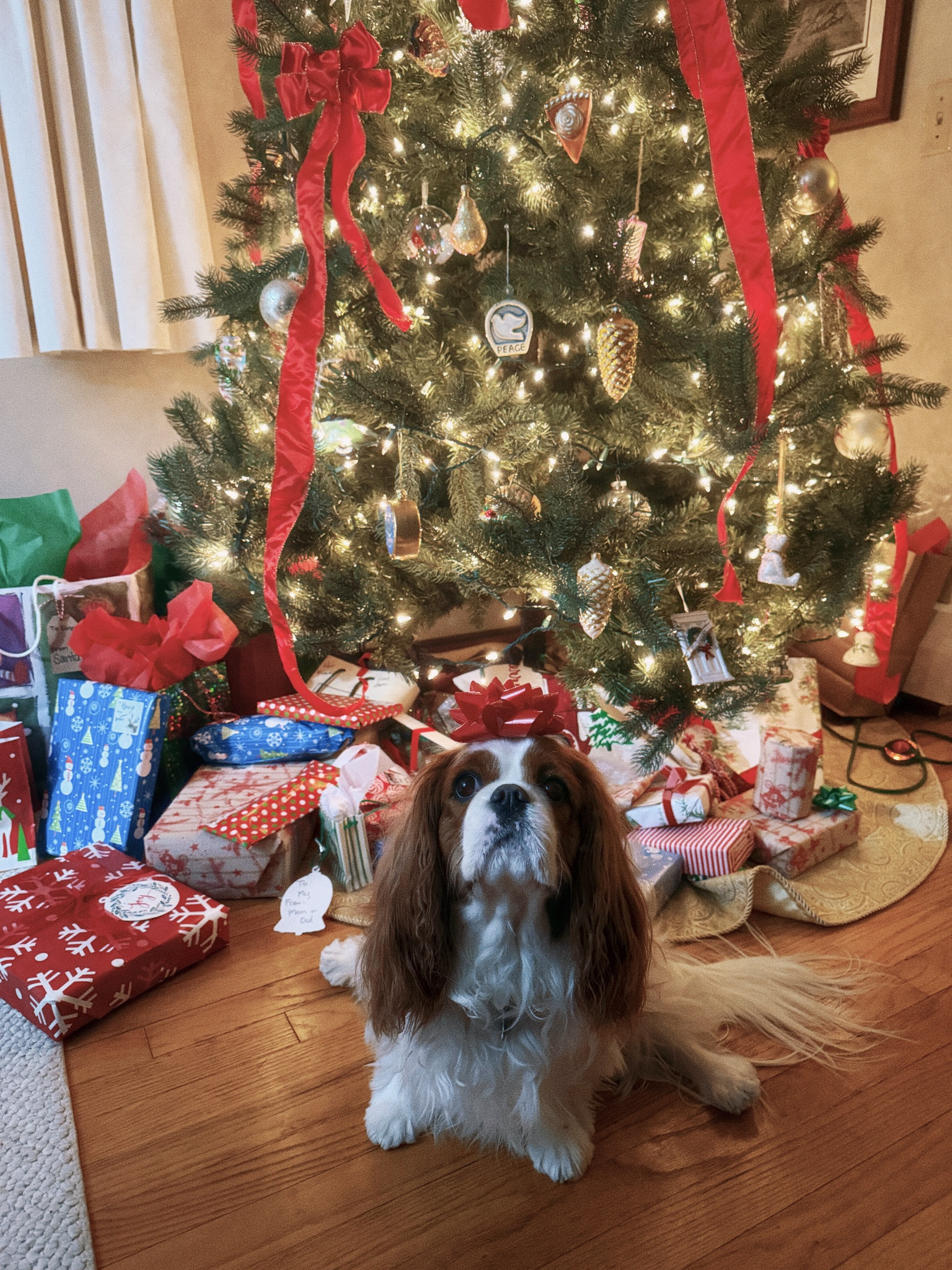 Merry Christmas ❤️🎄

#LTKHoliday