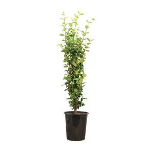 5 Gal. Staked Star Jasmine Evergreen Vine Plant | The Home Depot