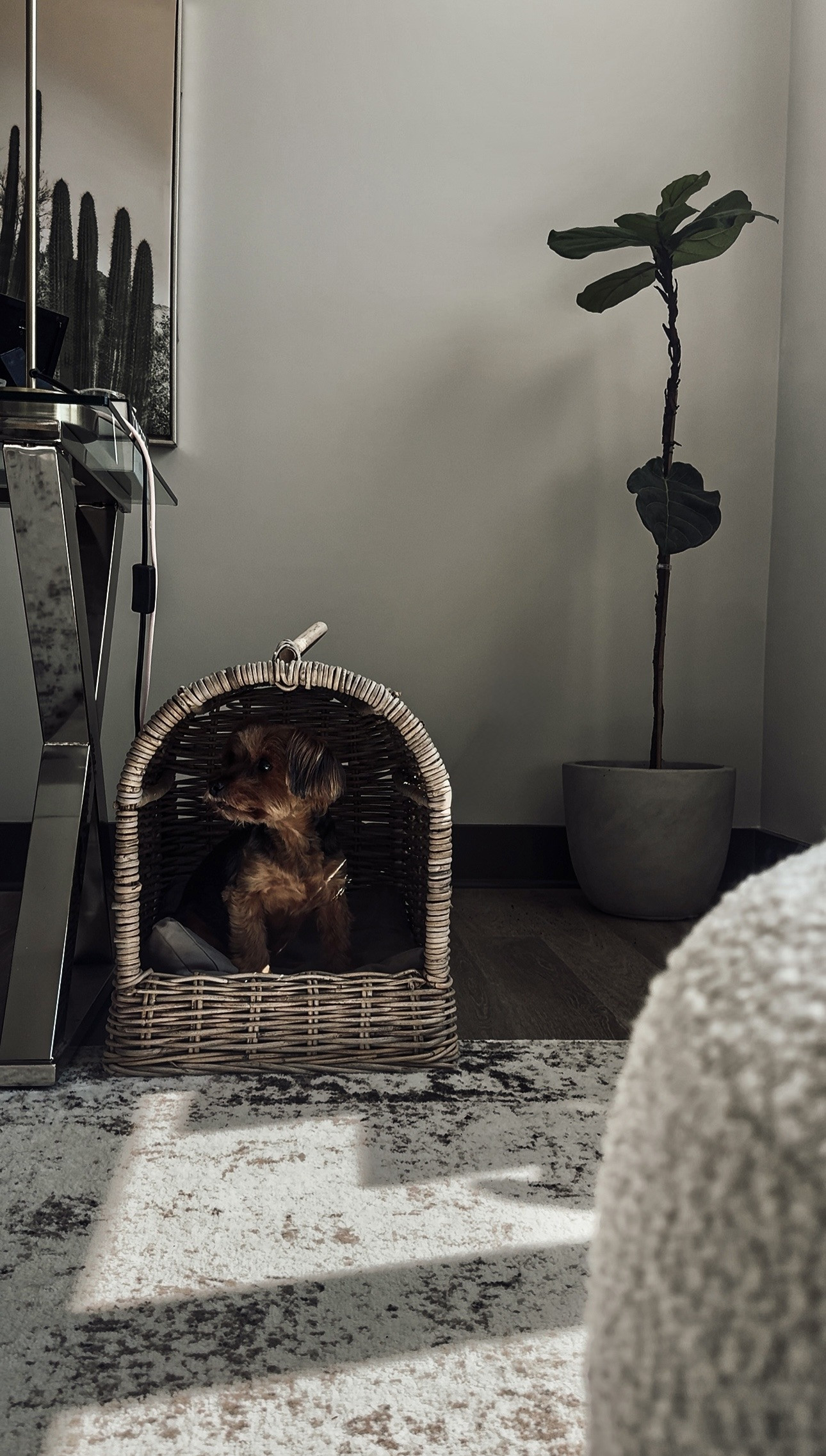 Canopy pet beds. 

Scroll to shop. 

#LTKPet

#LTKHome #LTKmomlife