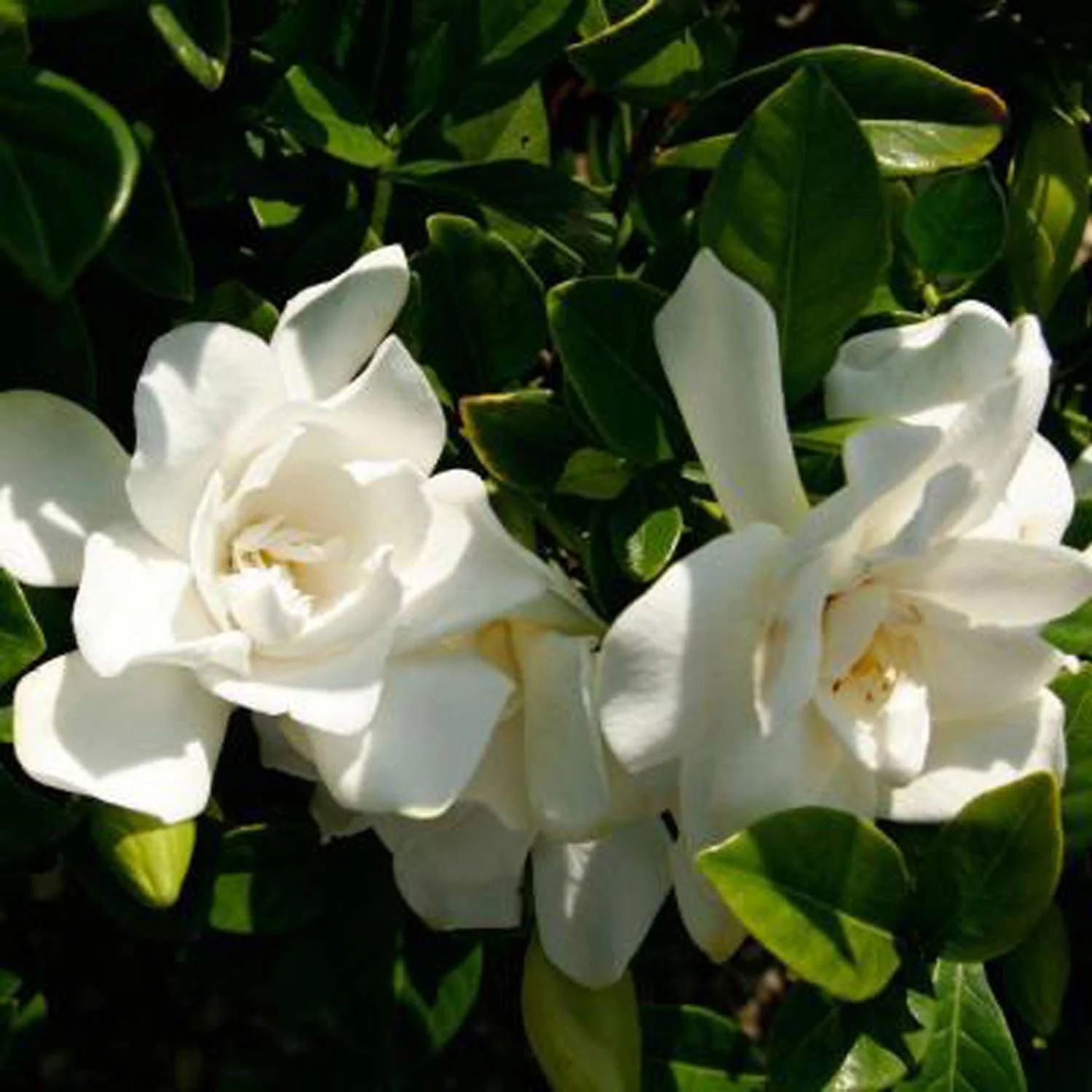 Southern Living Plants Live Jubilation Gardenia Flowering Bush 2.5 Qt | Walmart (US)