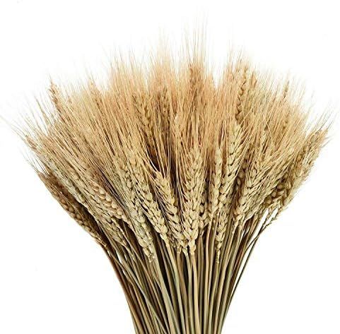 Amazon.com: YoleShy Dried Wheat Stalks, 100 Stems 100% Natural Wheat Decor for Home Kitchen Chris... | Amazon (US)