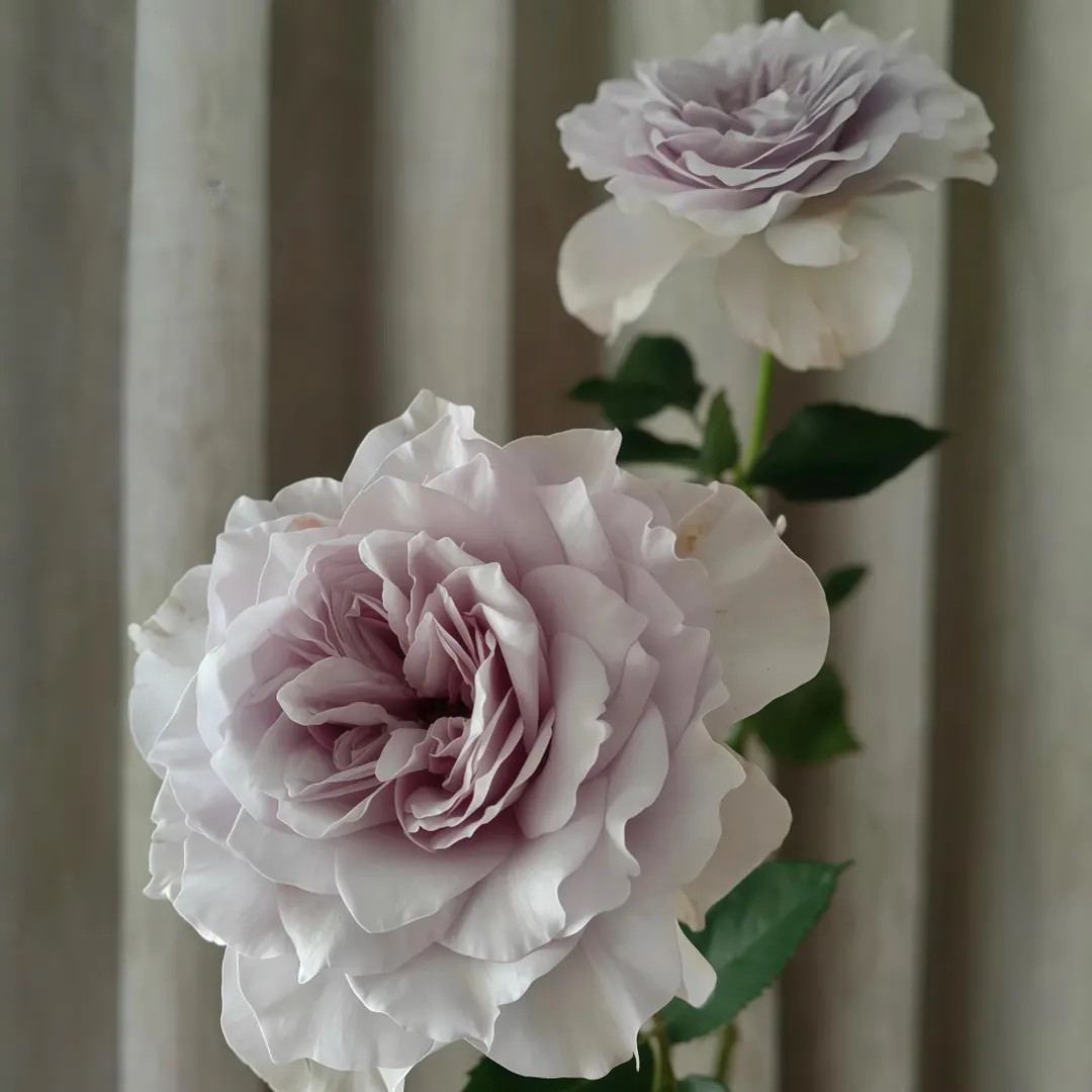 Japanese rose. Blue mist 蓝色迷雾 | Etsy (US)