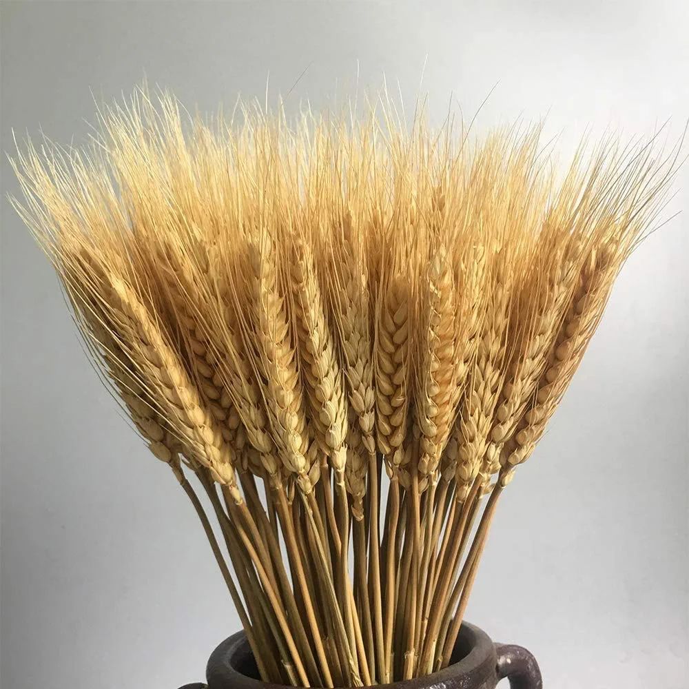 Natural Dried Wheat Sheaves 100 Stems Dried Wheat Stalks, 100% Natural Wheat Decor for Autumn Arr... | Amazon (US)