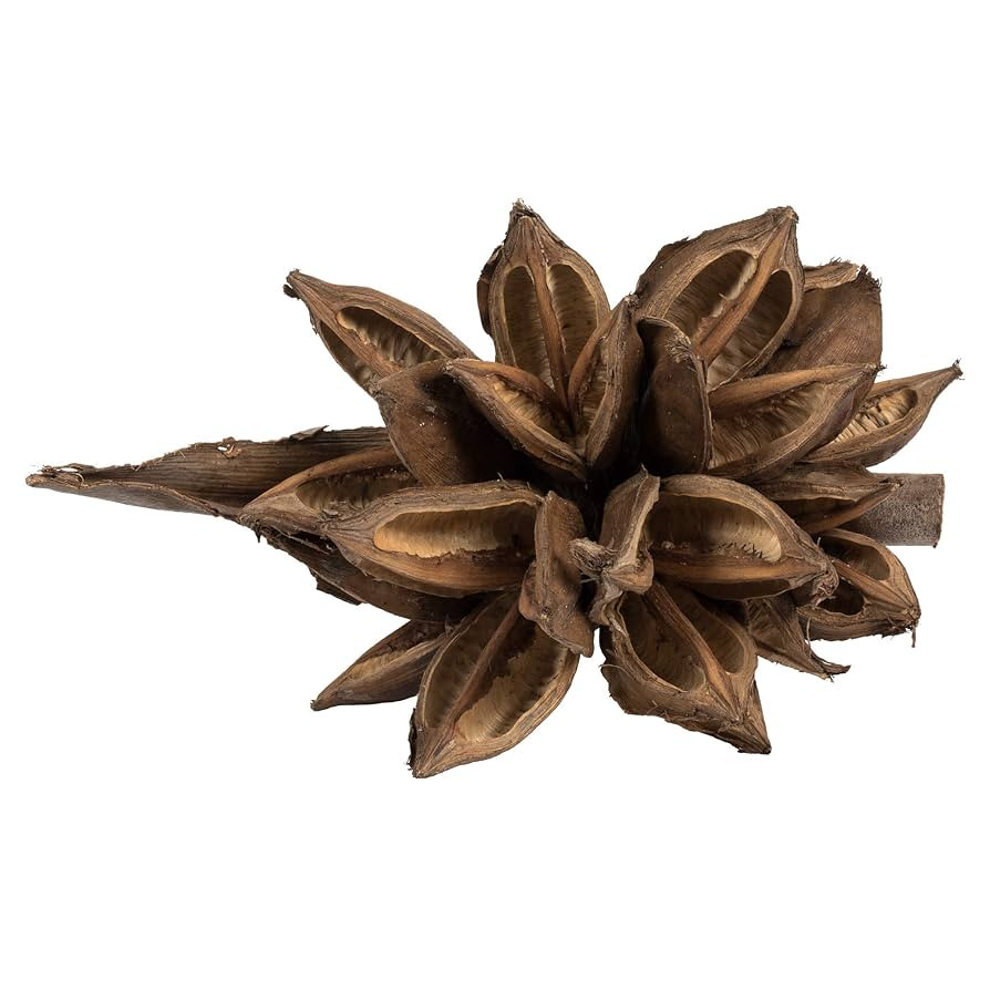 Vickerman 6" Natural Star Pod - 1 Piece - Dried - Height 6-11" - Rich Color & Texture - Faux Plan... | Amazon (US)