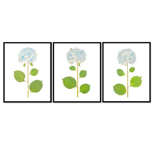 Live Hydrangea Trio | Urban Garden Prints
