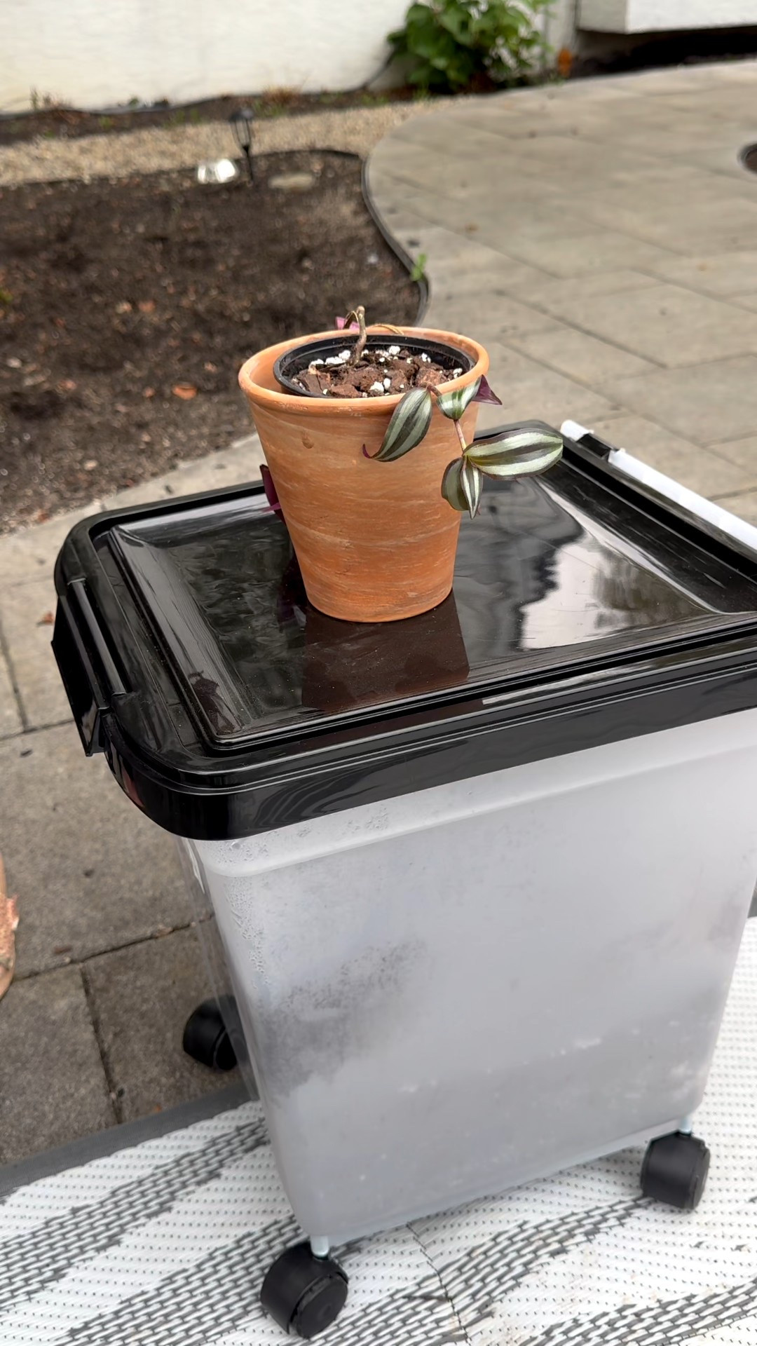 Repotting 
Potting mix 
Storage tub 
Plants 

#LTKHome
