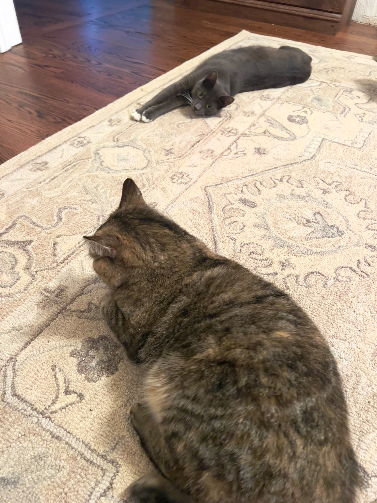 Our cats have good taste! They can’t get enough of this hand-tuft 100% wool rug from @Quince 

Color: Taupe 


#LTKHome