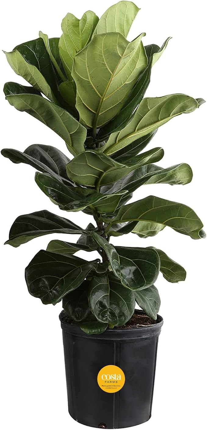 Costa Farms Fiddle Leaf Fig, Live Indoor Ficus Lyrata Floor Plant, Tropical Houseplant Potted in ... | Amazon (US)
