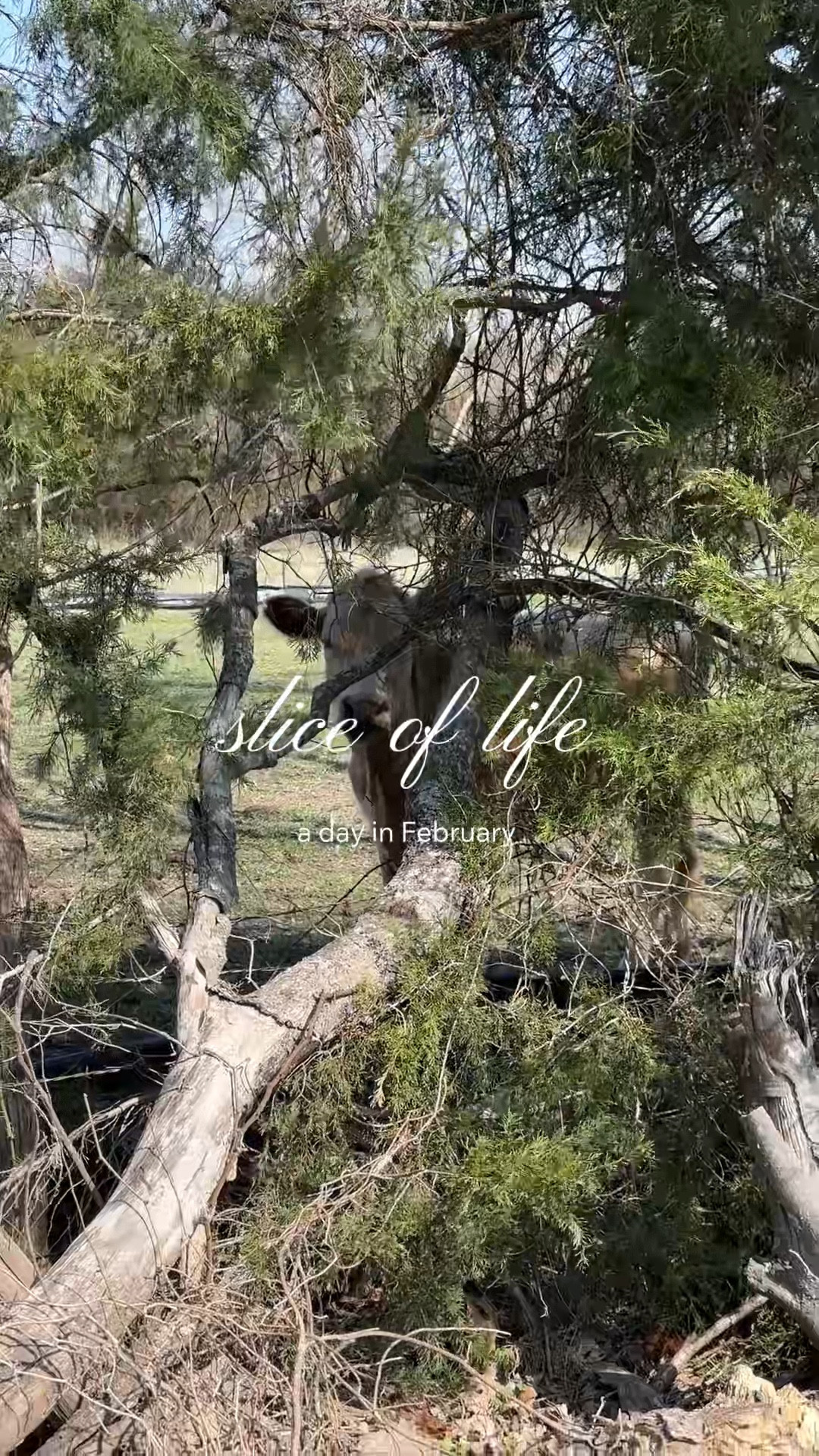 Beautiful spring day! 

#LTKvlog #LTKdayinmylife #LTKootd