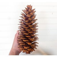Large 8-10"" Pine Cones From Old Growth Sugar Pine Trees For Fall & Holiday Decor | Etsy (US)