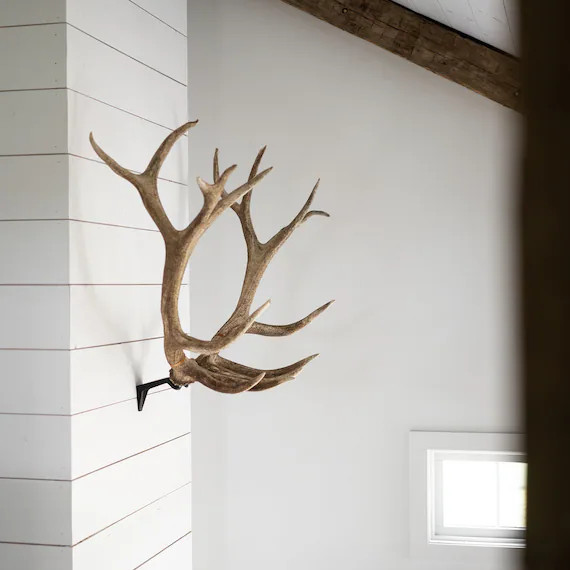 Blemished RH2 XL / Match Set Antler Mount / Shed Antler | Etsy | Etsy (US)
