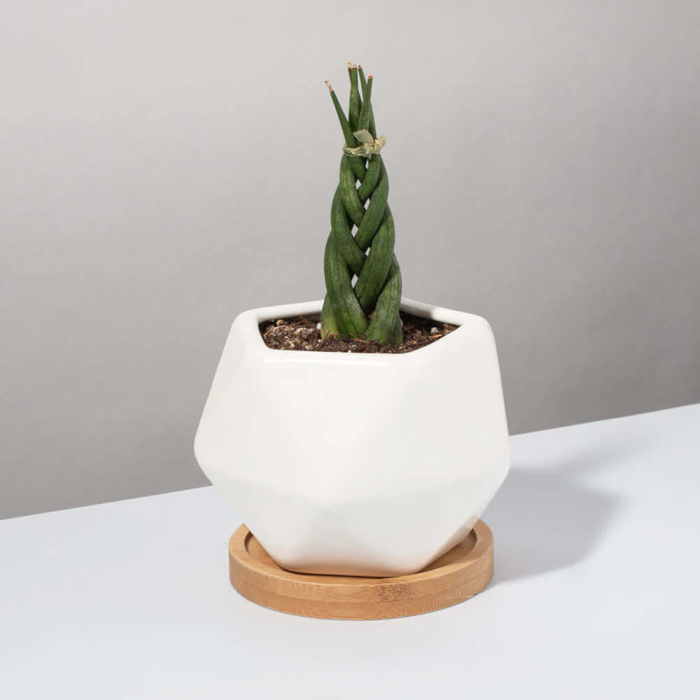 Braided Sansevieria Cylindrical Dragon Fingers Beginner Plant | Verdant Lyfe