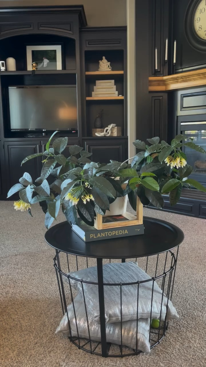 My #hoyamultiflora aka #hoyashootingstars 💫is putting on quite the show today! ✨ It’s magical watching these blooms pop open and transform the space. There’s something so soothing about seeing nature flourish indoors 🌿🌼 Who else loves styling plants with their favorite books? 📚 #plantopedia is always my go-to for inspiration! This space is all about creating the perfect plant-filled sanctuary. 🪴

Liz’s personal care experience only…every environment is different:
🪴Light: some direct sun daily
🪴Water: just before fully dry
🪴Avg Temp last 30 days: 72F
🪴Relative Humidity last 30 days: 45%
🪴Fussy: not for me
🪴Rate of growth: medium slow
🪴Rareness: common
🪴Potting Mix: cactus soil
🪴Fertilizer: I apply a nutrient-rich fertilizer tailored for Hoyas approximately every other watering when the plant isn’t dormant. It’s packed with essential macro and micronutrients, it’s the best I’ve found for hoyas! I always bottom water this particular Hoya. 
🪴Rooting Method: in my custom coco coir mix 
🪴Time In My Care: 3 years
🌸Age until 1st bloom: right away 
🪴Would Liz recommend this one: yes!

👍follow for more

#BloomingBeauty #HousePlantCommunity #PlantInspo #PlantStyling #homeandgarden #ilovehoyas #hoyacollector #hoyahead #hoyaappreciation #hoyacollection #plantsmakemehappy #ihavethisthingwithplants #easilydistractedbyplants #hoyacollection #hoyaheaven #hoya #hoyalover #plantsmakepeoplehappy #hoyacaretips #Houseplants #HoyaLove #PlantParenthood #BloomingSeason #IndoorGarden #PlantDecor #livingroomvibes #hoyamultiflorablooms