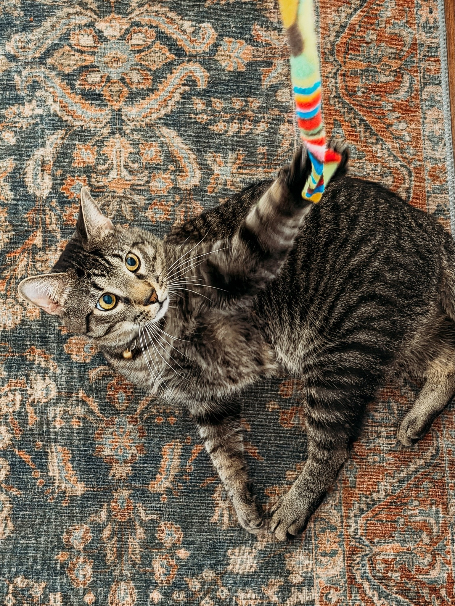 This gorgeous jewel toned rug is cat approved!

#LTKdayinmylife #LTKHome