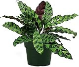 American Plant Exchange Rattlesnake Calathea Real Live Plant 6" Pot, Purple and Green Foliage (Calat | Amazon (US)